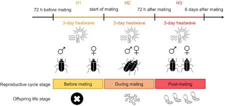 The consequences of heatwaves for animal reproduction are timing-dependent