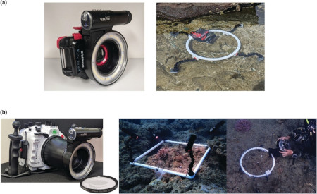 Underwater macrophotogrammetry to monitor in situ benthic communities at submillimetre scale